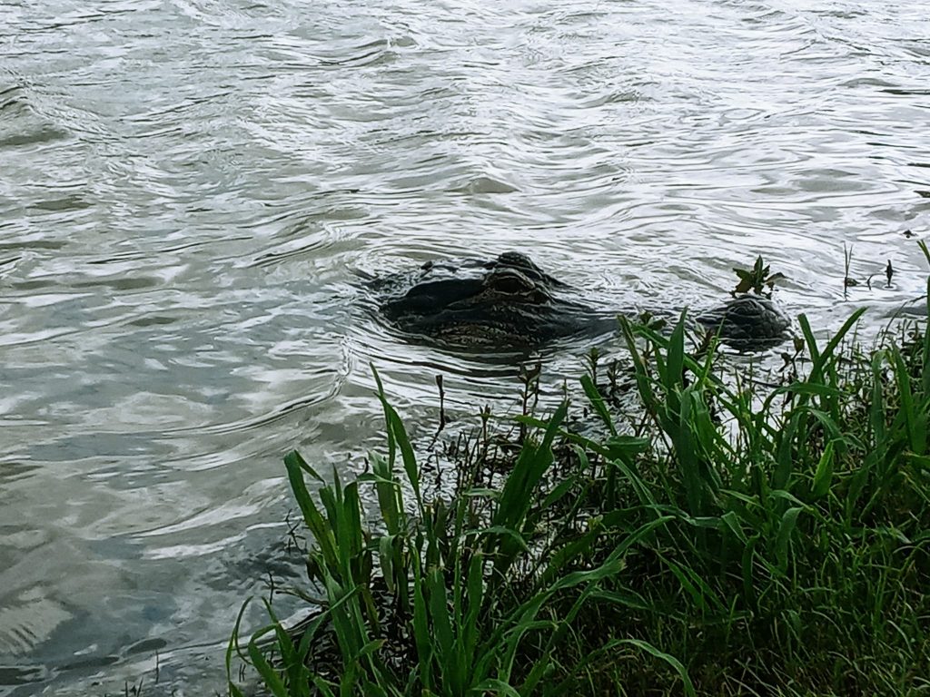 An animal encounter with an alligator's head slowly appears from under the water's surface next to a grassy bank.