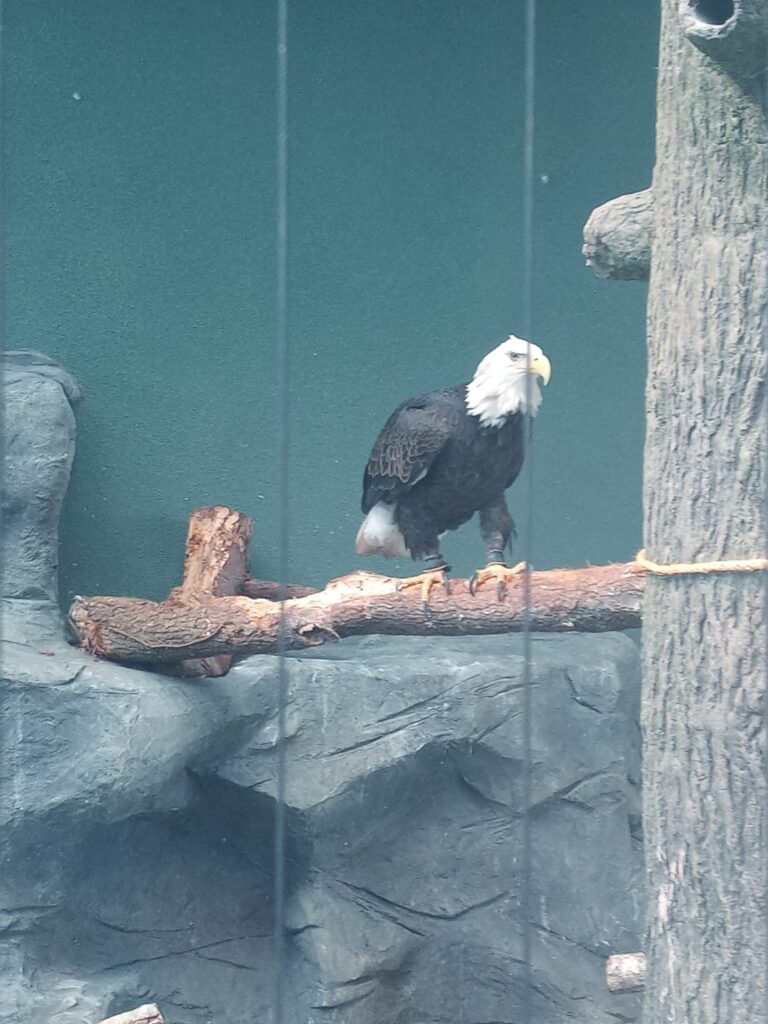 An animal encounter with a bald eagle perched on a fallen branch.