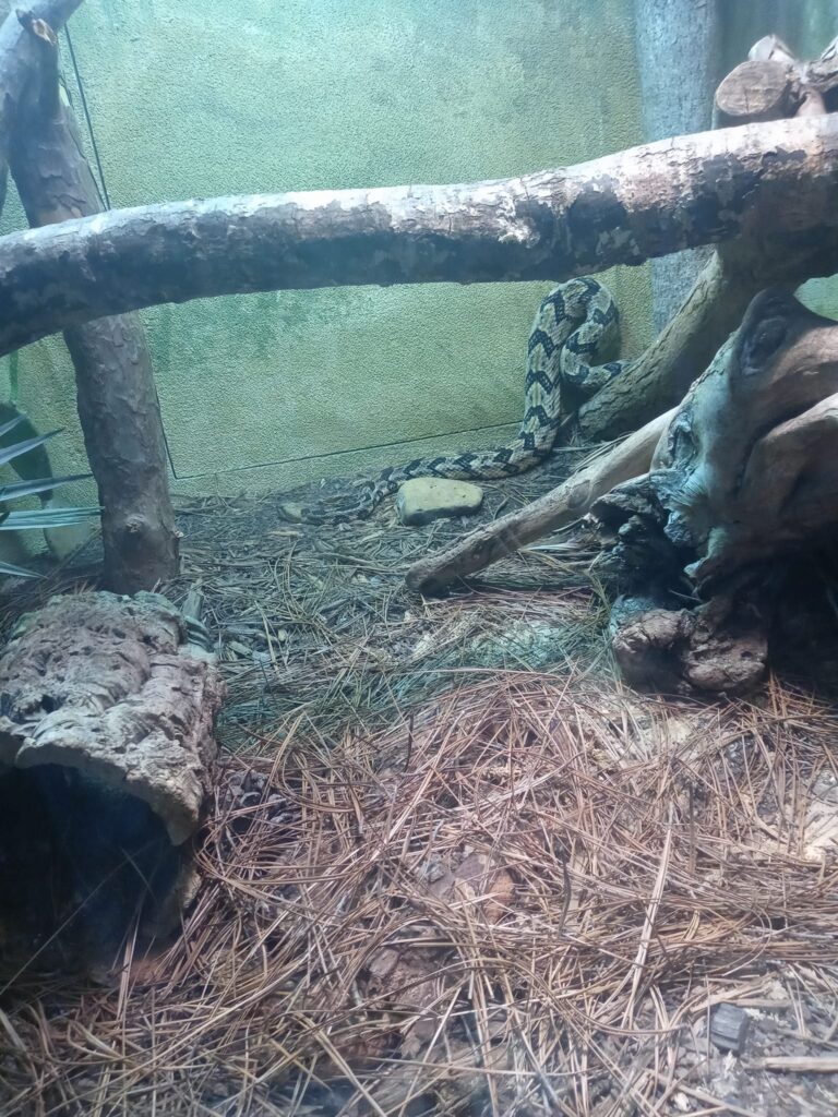 An animal encounter with large eastern timber rattlesnake slithering up a wooden log.