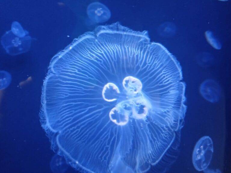 An animal encounter with a small florescent jellyfish with a blue hue.