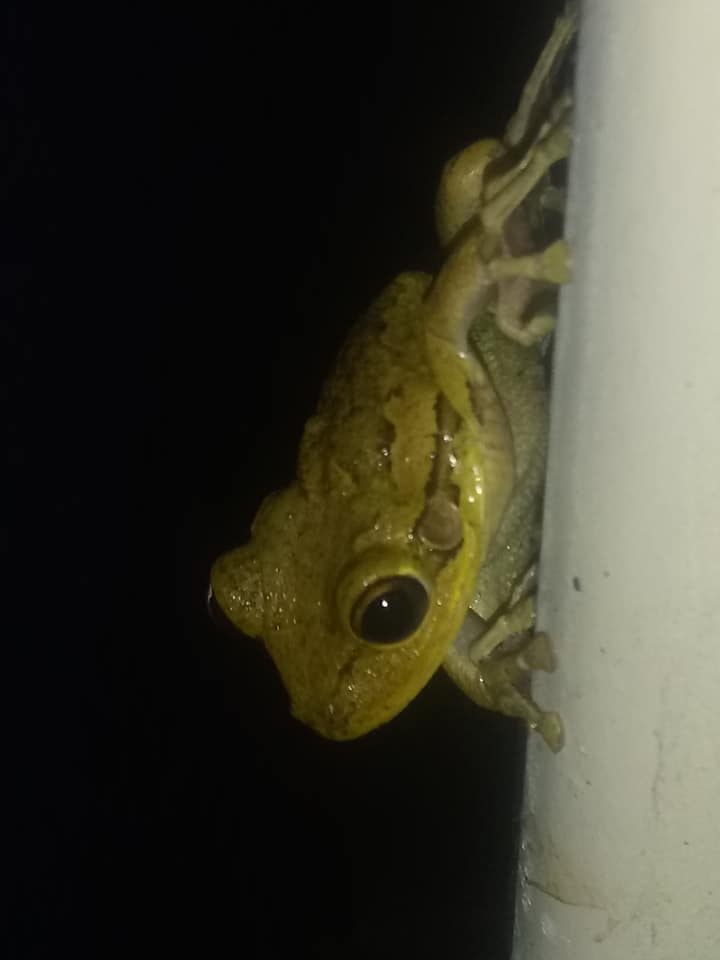 An animal encounter with a frog resting on the side of a building at night.