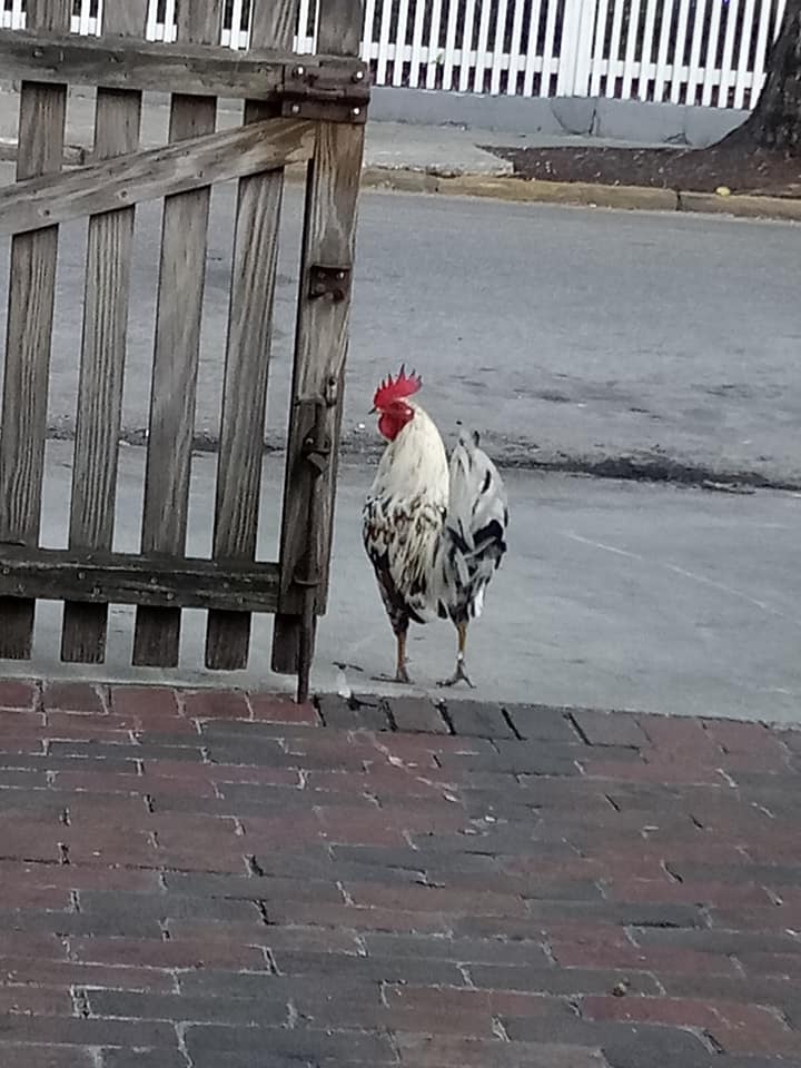 An animal encounter with a chicken looking to the left before crossing the road.