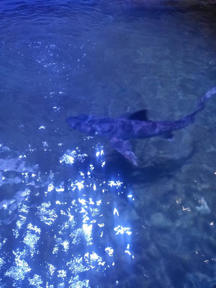 An animal encounter with a small shark searching the shallow water for food at night.