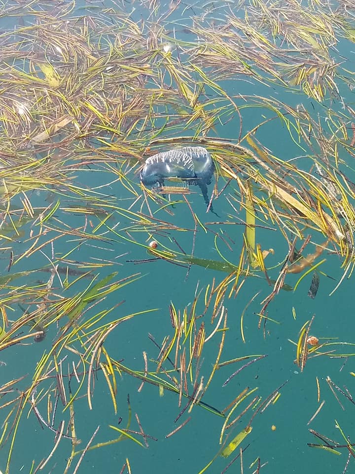 An animal encounter with a Portuguese man o war jellyfish floating on top of the blue ocean next to sea grass.