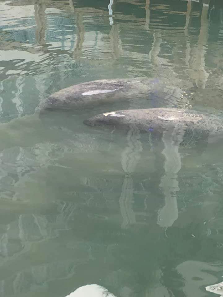 An animal encounter with two manatees swimming just under the ocean surface.