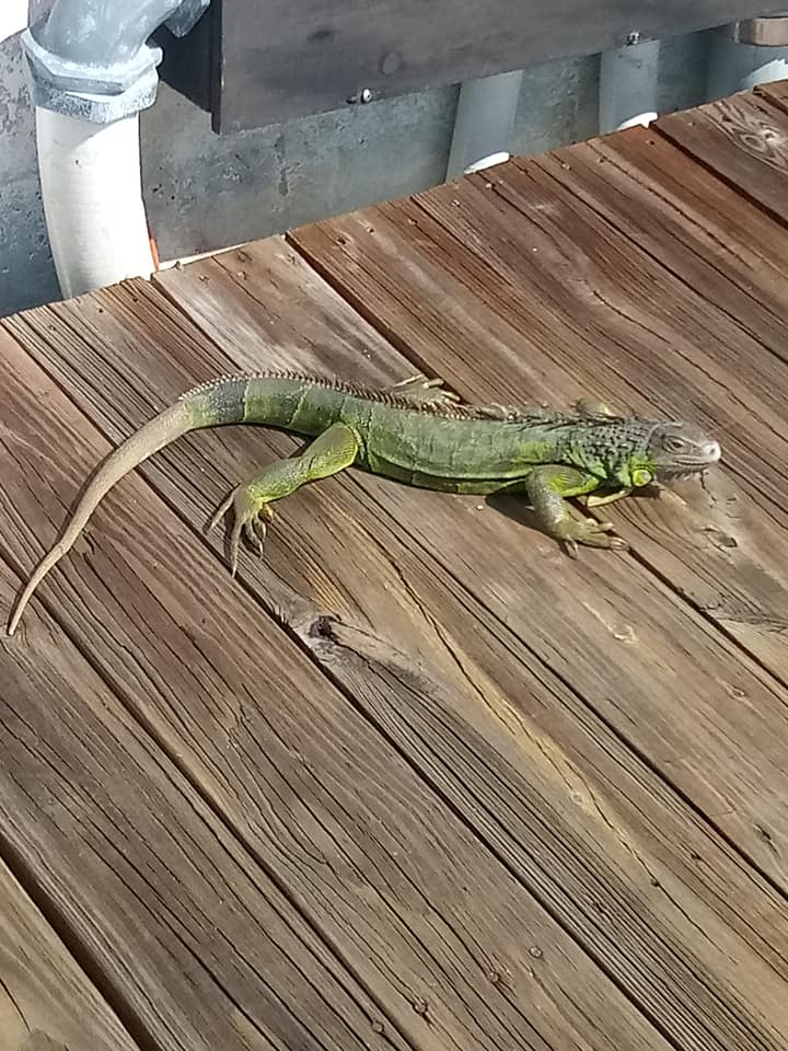 An animal encounter with an iguana basking on a boat dock.