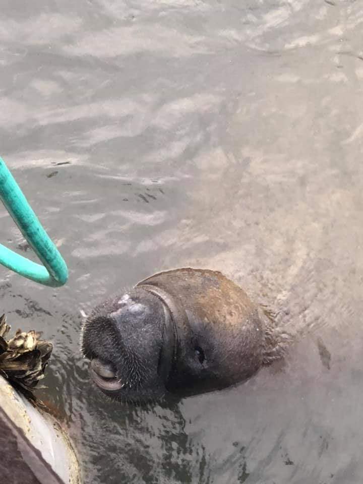 An animal encounter with a manatee wanting a drink from a hose.