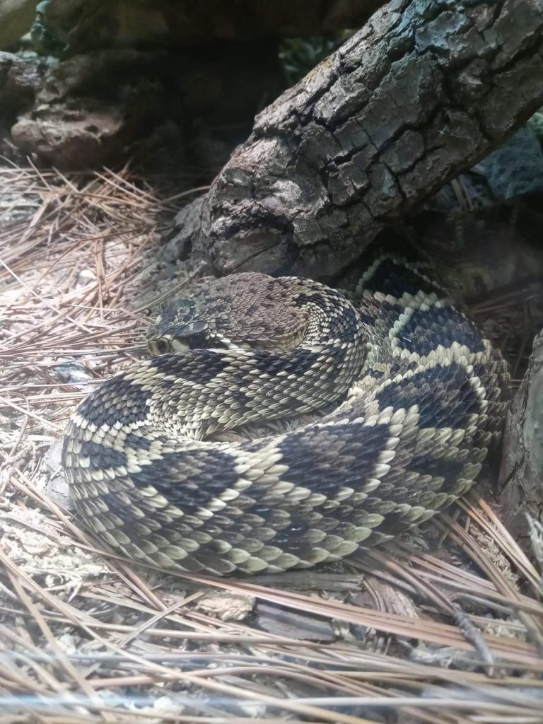 An animal encounter with an eastern diamondback rattlesnake curled up on pine needles next to a fallen tree branch.