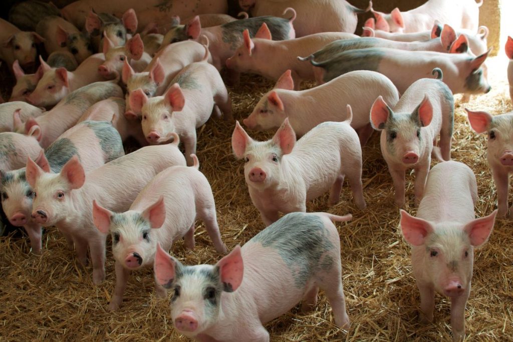 What is a Group of Pigs Called? Your Question Answered Below
