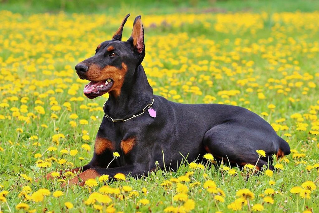 Luxating Patella in Dogs – What the Vet Wants You to Know!