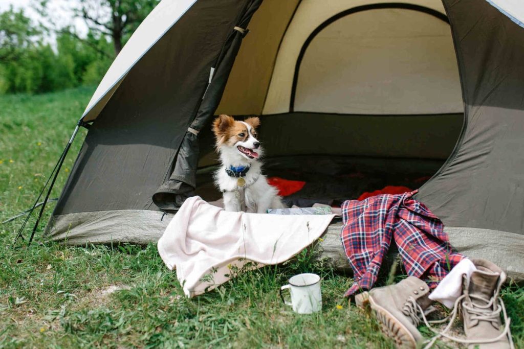 The 15 Best Tents For Camping With Dogs