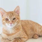 Vet-Savvy Information on Megacolon in Cats