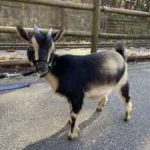 These goats are made for walking