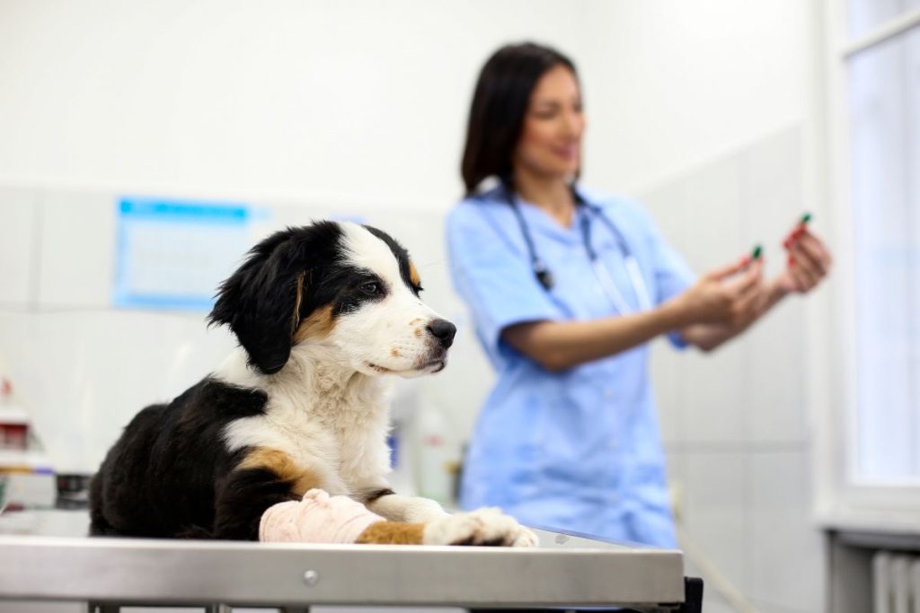 Unleashing the Power of Veterinary Receptionist Week
