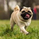 Whipworms in Dogs: Understanding and Managing the Common Parasite