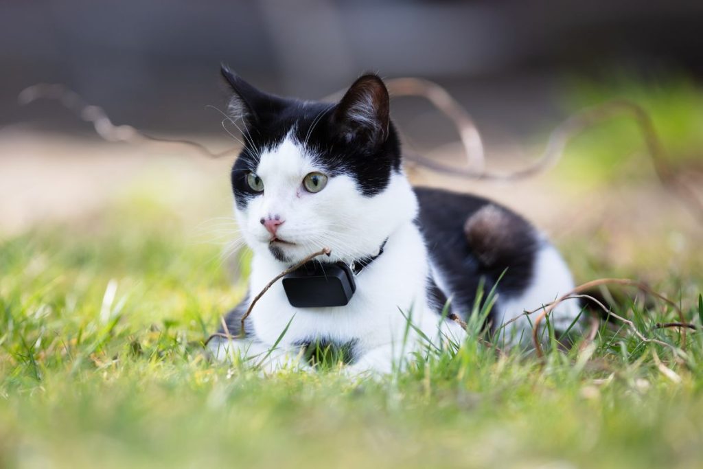 Find Your Feline: Our Top Picks for the Best Cat GPS Tracker