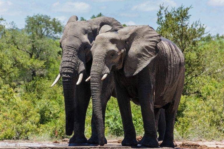 Two gray elephants standing next to each other.