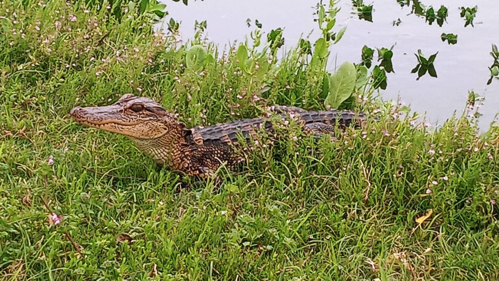 An animal encounter with a young alligator laying on the grass bank of a pond.