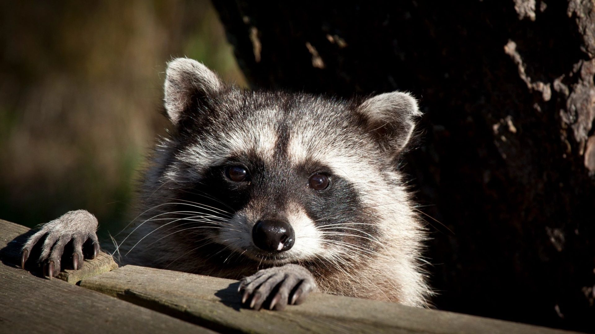 A racoon near a tree resting front paws on wood.